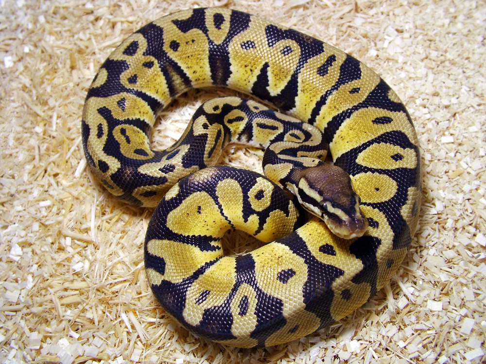 Installing and getting started with Python Installing and getting started with Python