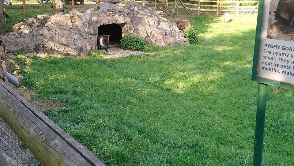 A baby pygmy goat looking out of a cave at Mudchute park & farm